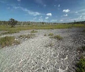 airboat in everglades